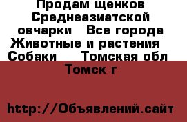 Продам щенков Среднеазиатской овчарки - Все города Животные и растения » Собаки   . Томская обл.,Томск г.